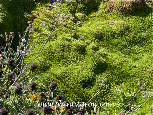 Looks like Moss covering the soil.